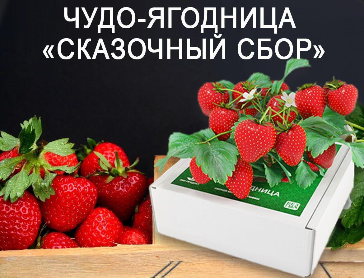 Купить ягодница сказочный сбор в Санкт-Петербурге